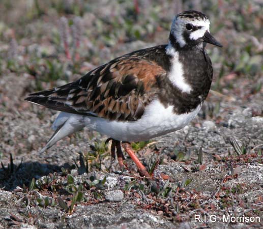 Photo (2): Ruddy Turnstone