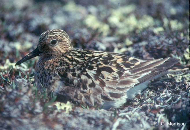 Photo (2): Sanderling