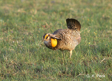 Photo (3): Greater Prairie-Chicken