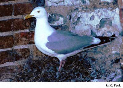 Photo (13): Herring Gull