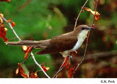 Photo (14): Black-billed Cuckoo