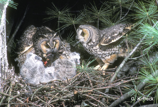 Photo (21): Long-eared Owl