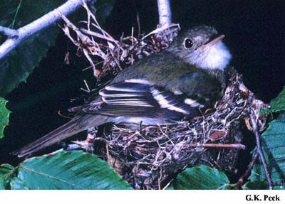 Photo (8): Acadian Flycatcher