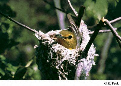 Photo (24): Yellow-throated Vireo