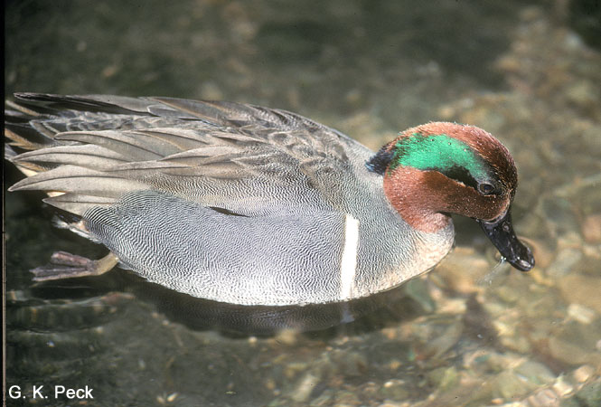 Photo (11): Green-winged Teal