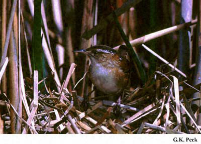 Photo (18): Marsh Wren