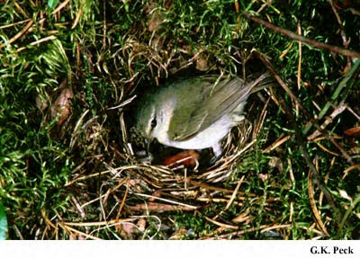 Photo (10): Tennessee Warbler