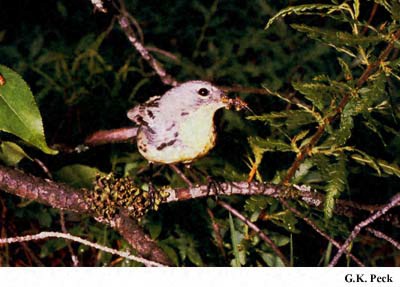 Photo (2): Kirtland's Warbler