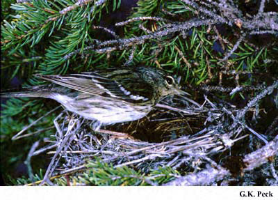 Photo (22): Blackpoll Warbler