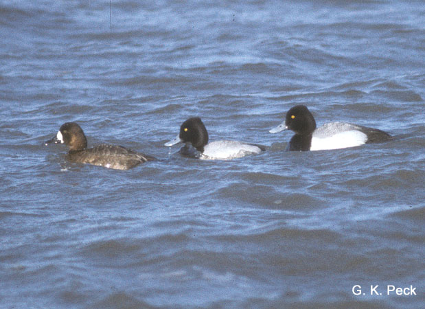 Photo (16): Lesser Scaup