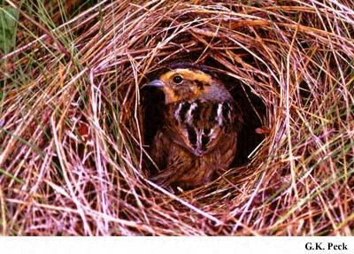 Photo (4): Nelson's Sparrow