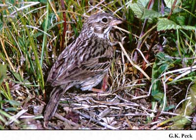 Photo (24): Vesper Sparrow