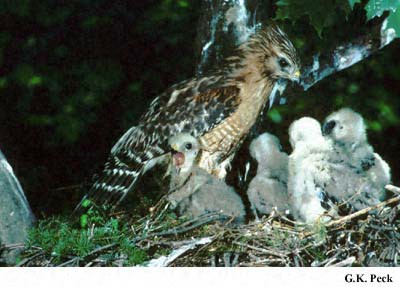 Photo (9): Red-shouldered Hawk