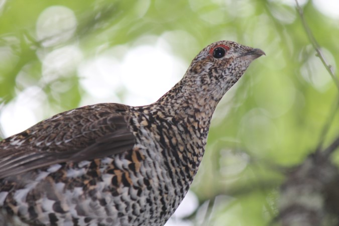 Photo (15): Spruce Grouse