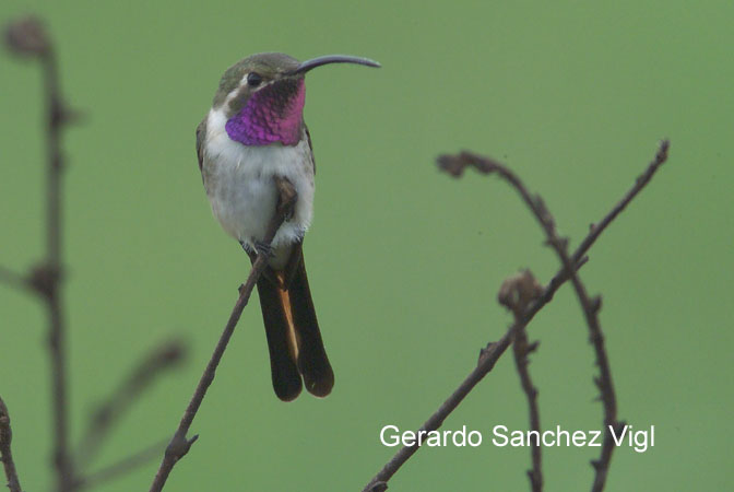 Photo (1): Mexican Sheartail