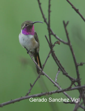 Photo (3): Mexican Sheartail