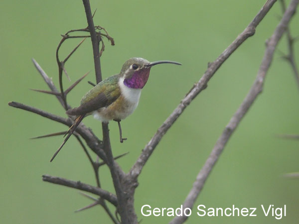 Photo (6): Mexican Sheartail