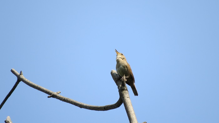 Photo (4): House Wren