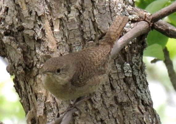 Photo (2): House Wren