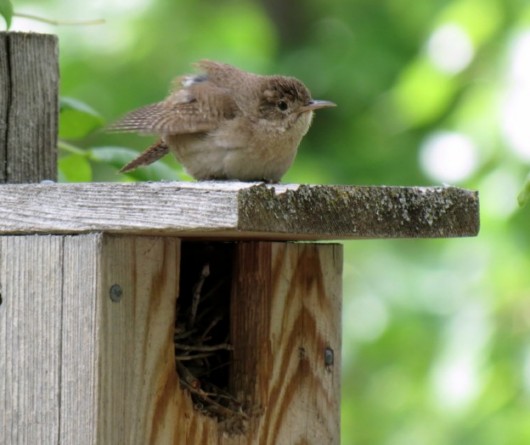 Photo (6): House Wren