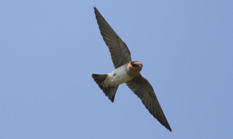 Photo (1): Cave Swallow