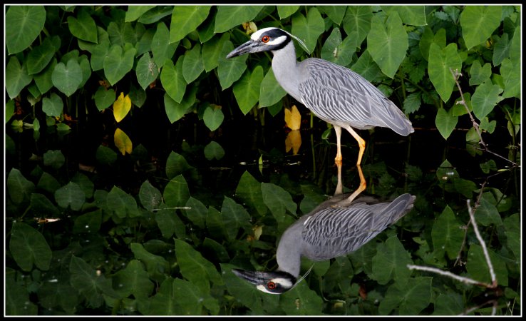 Photo (1): Yellow-crowned Night-Heron
