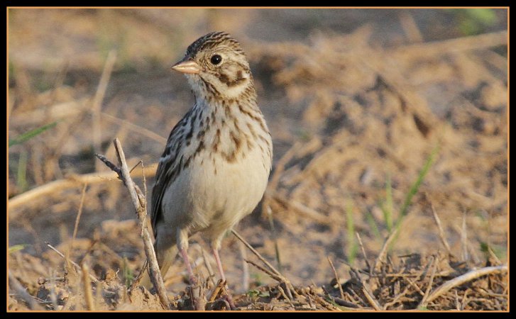 Photo (2): Vesper Sparrow
