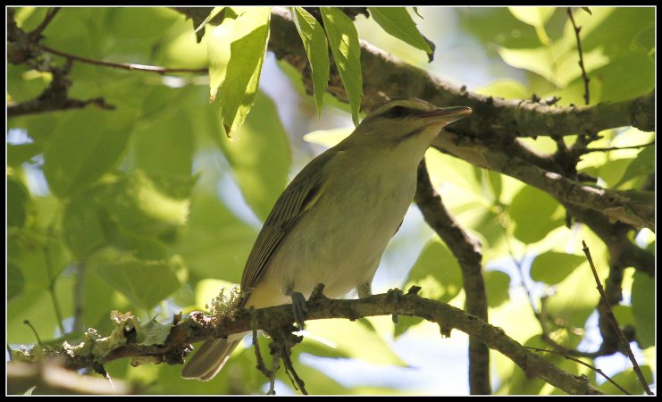 Photo (1): Black-whiskered Vireo