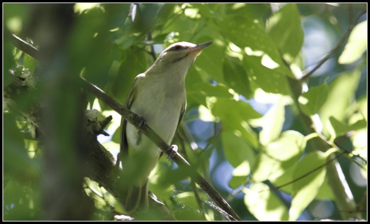Photo (2): Black-whiskered Vireo