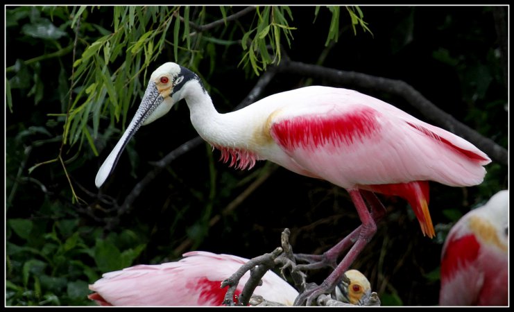 Photo (1): Roseate Spoonbill