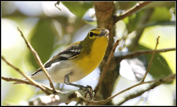 Photo (5): Yellow-throated Vireo