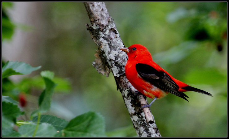 Photo (11): Scarlet Tanager