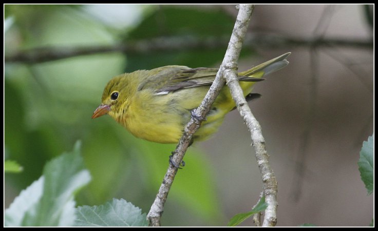 Photo (2): Scarlet Tanager