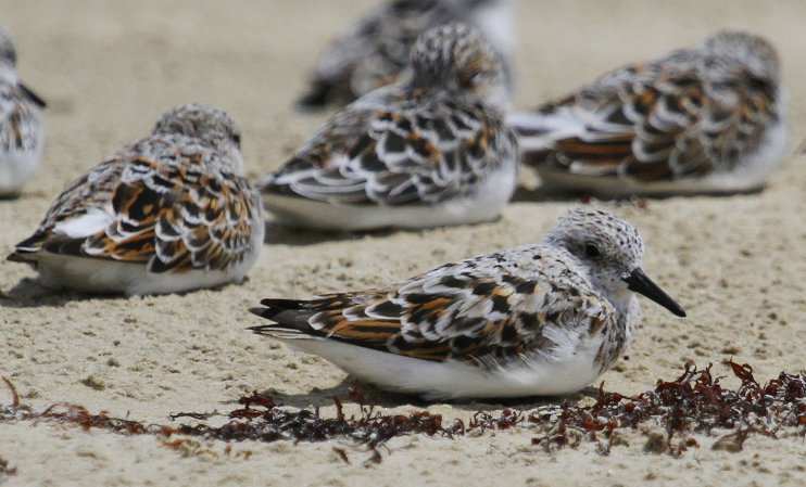 Photo (1): Sanderling