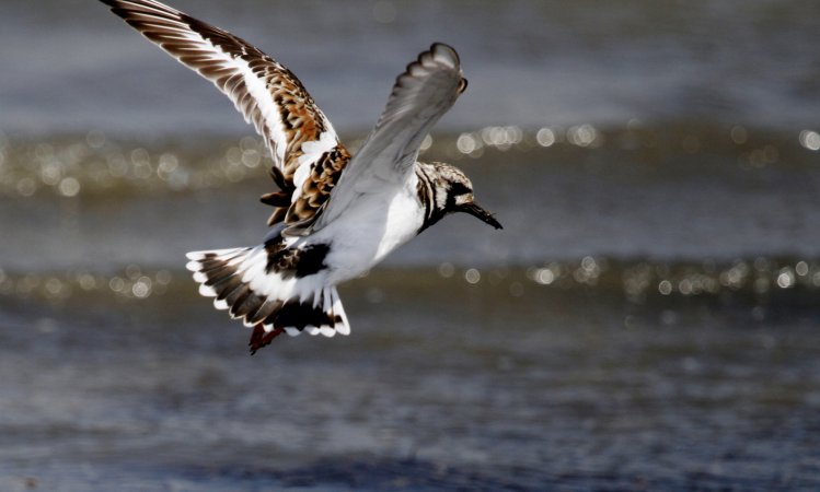 Photo (3): Ruddy Turnstone