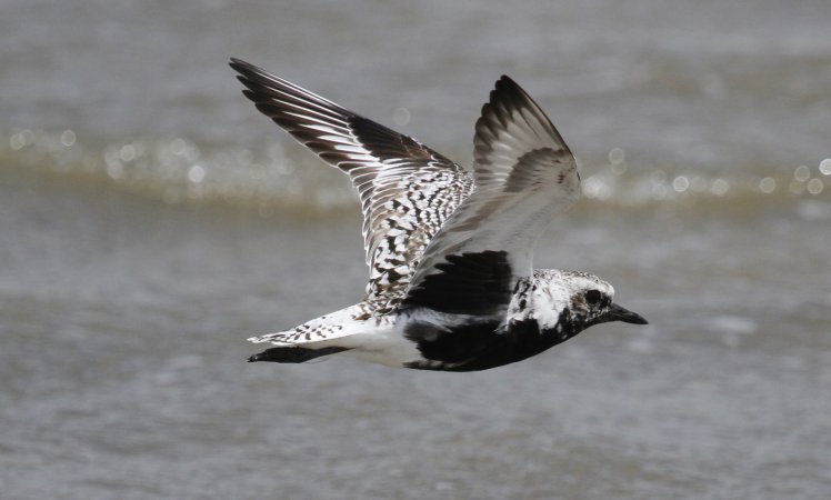 Photo (2): Black-bellied Plover