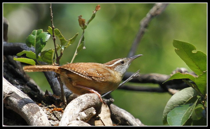 Photo (11): Carolina Wren