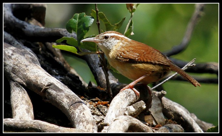 Photo (4): Carolina Wren