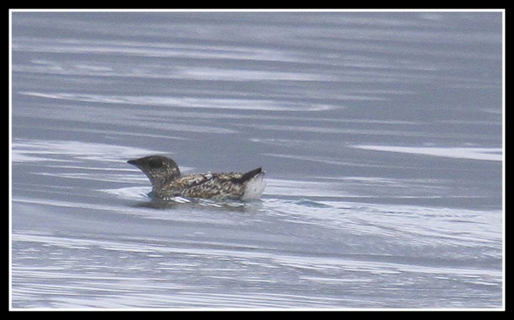 Photo (2): Kittlitz's Murrelet