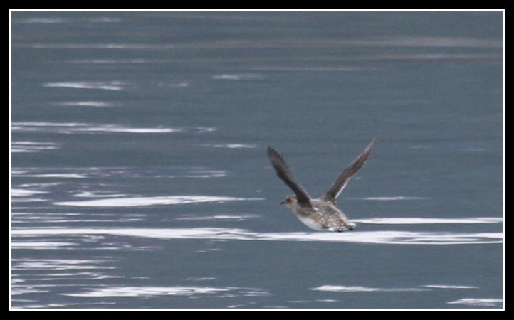 Photo (3): Kittlitz's Murrelet