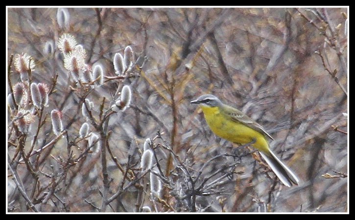 Photo (2): Eastern Yellow Wagtail