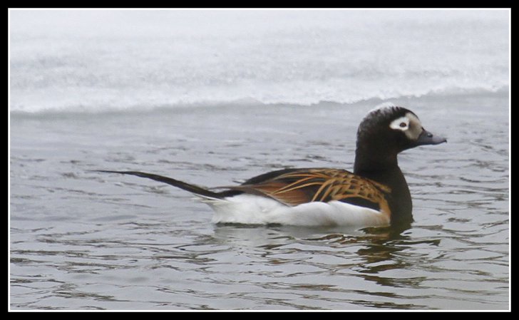 Photo (3): Long-tailed Duck