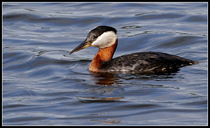 Photo (2): Red-necked Grebe