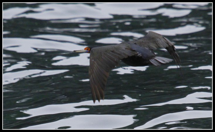 Photo (1): Red-faced Cormorant