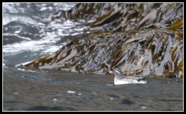 Photo (1): Parakeet Auklet