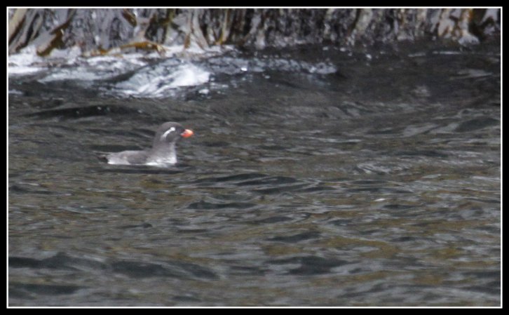 Photo (2): Parakeet Auklet