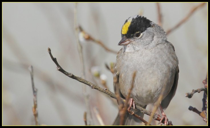 Photo (1): Golden-crowned Sparrow