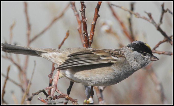 Photo (4): Golden-crowned Sparrow