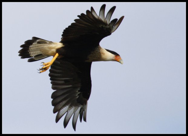 Photo (25): Crested Caracara