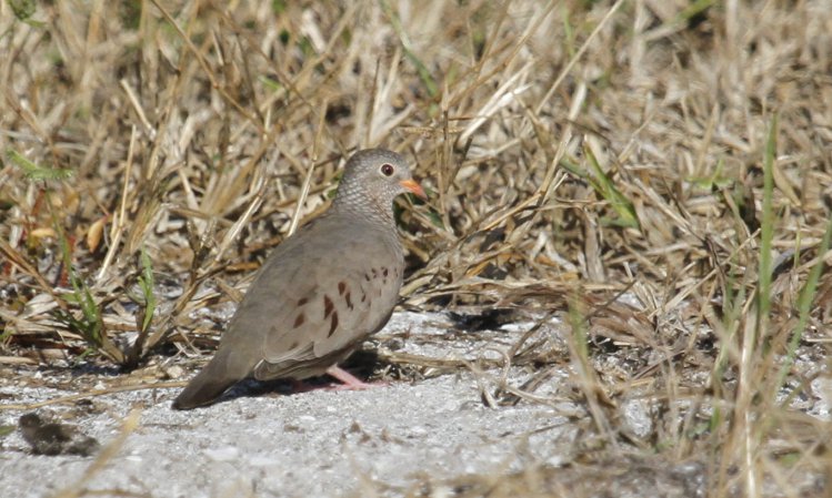 Photo (7): Common Ground-Dove